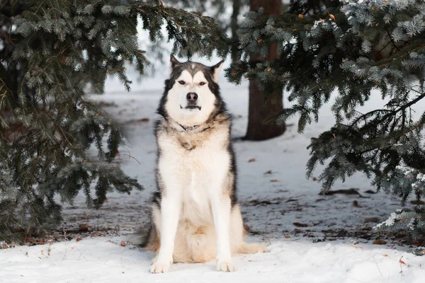 Alaskan Malamute seduto nella foresta invernale. Vicino abete rosso. — Foto Stock