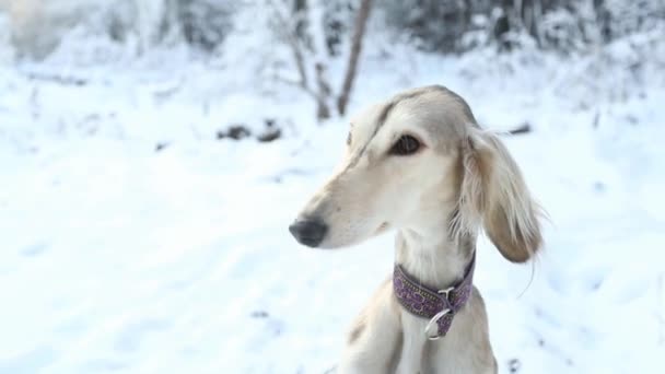 Saluki en el bosque de invierno primer plano retrato. — Vídeo de stock