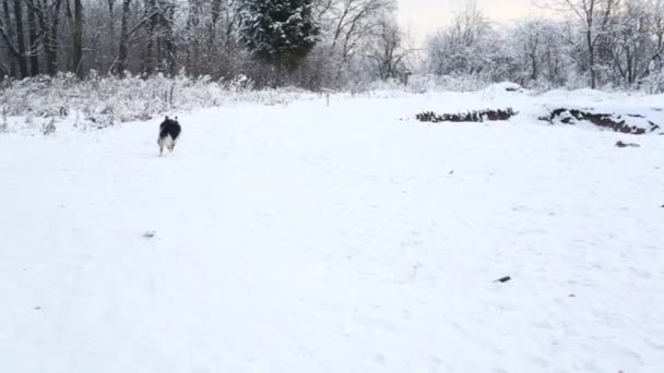 Australian shepherds in winter forest playing with puller — Stock Video