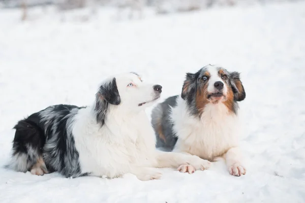 Dos pastores australianos yaciendo en el bosque invernal. Plantas congeladas. — Foto de Stock