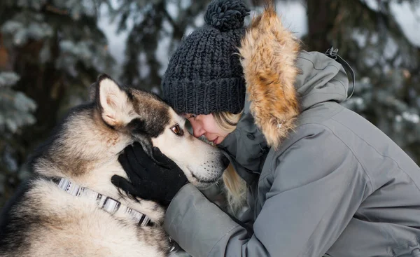 Alaska malamute ansikte mot ansikte med kvinna i vinterskogen. närbild. — Stockfoto