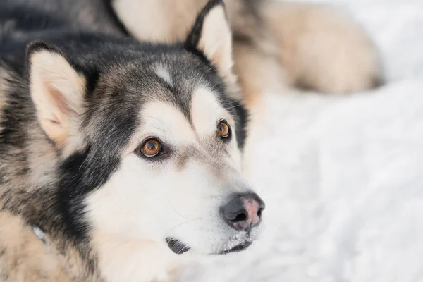 Malamute do Alasca na floresta de inverno. Retrato de perto. Olhando para cima. — Fotografia de Stock