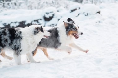  Kış ormanında koşan iki Avusturyalı çoban. Donmuş bitkiler.