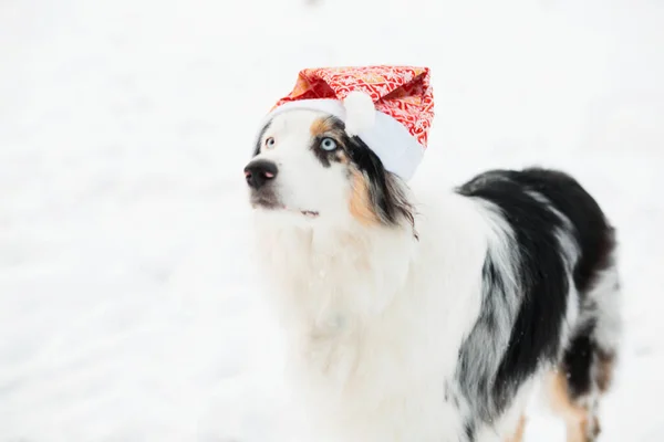 Australischer Schäferhund mit Weihnachtsmütze steht im Winterwald — Stockfoto