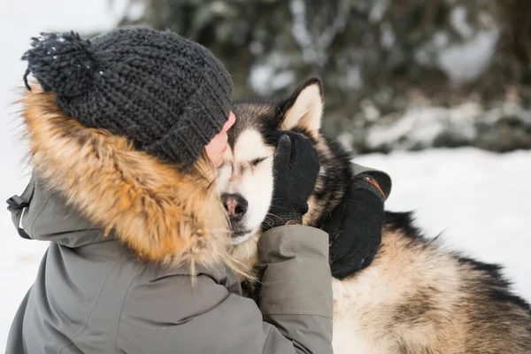 Alasca malamute beijos com mulher na floresta de inverno. de perto. — Fotografia de Stock