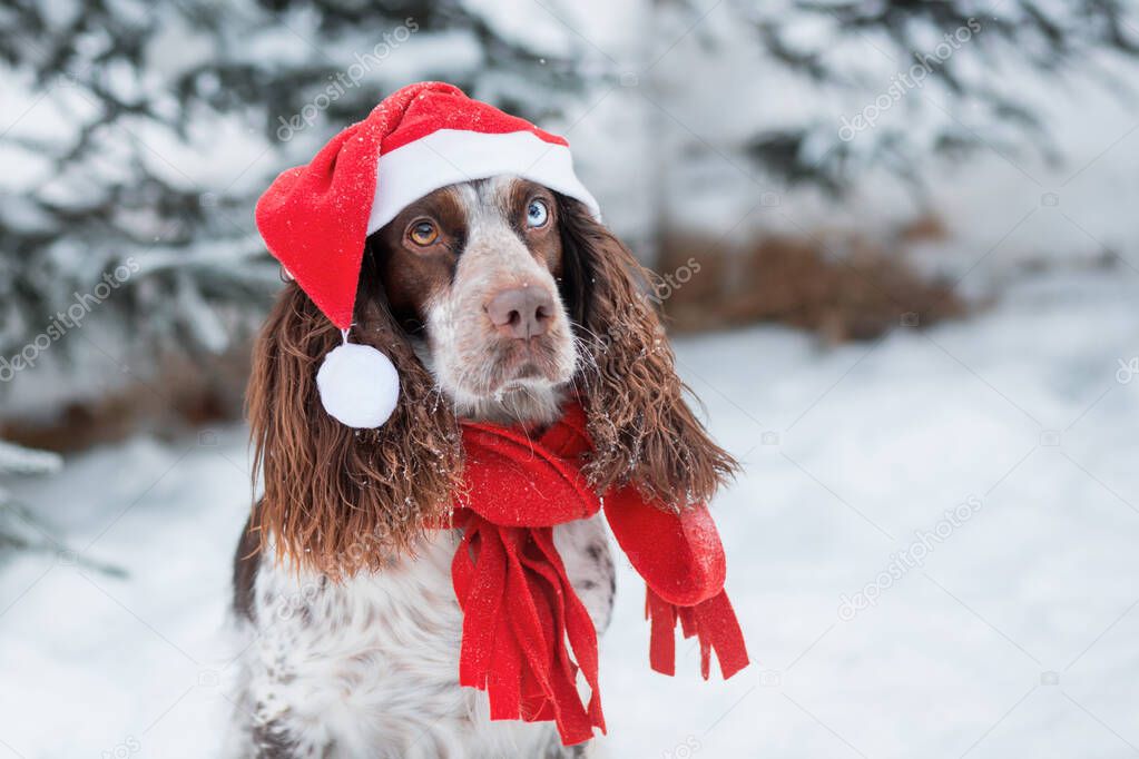 Chocolate spaniel with different eyes in santa hat and red scarf in winter 