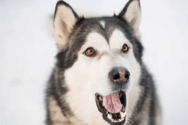 Alaska malamute in het winterbos. Sluit het portret. Open mond. — Stockfoto