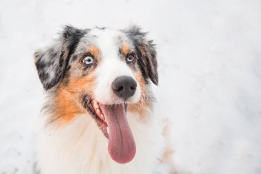 Kış ormanlarında ağzı açık gezen Avustralyalı çoban. portreyi kapat.