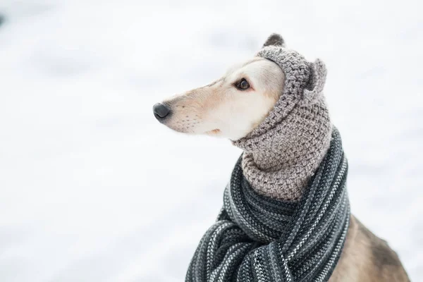 Kış ormanlarında örgü şapkalı ve atkılı Saluki portresi yakın. Yan görünüm — Stok fotoğraf