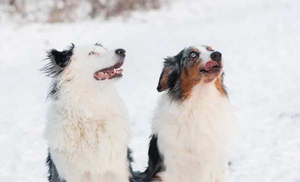 Dos pastores australianos sentados en el bosque invernal. — Foto de Stock