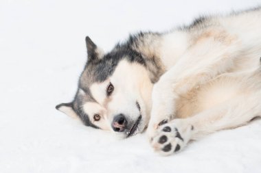 Alaska Malamute 'u kış ormanının bir tarafında yatıyor.. 