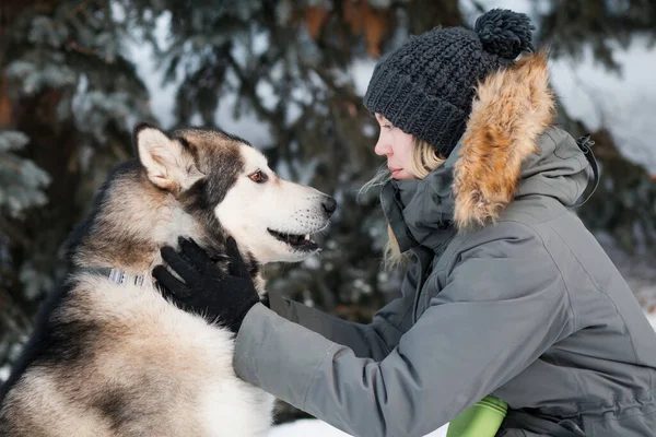 Alaska Malamute 'u kış ormanlarında bir kadınla karşılaşıyor. Kapat..