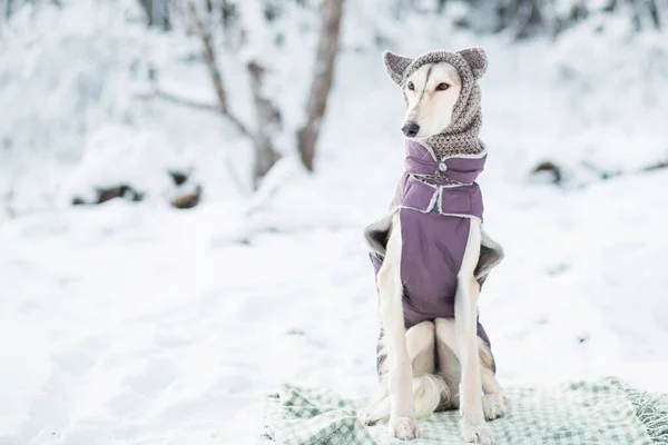 Saluki em chapéu de malha e roupas no retrato da floresta de inverno. — Fotografia de Stock