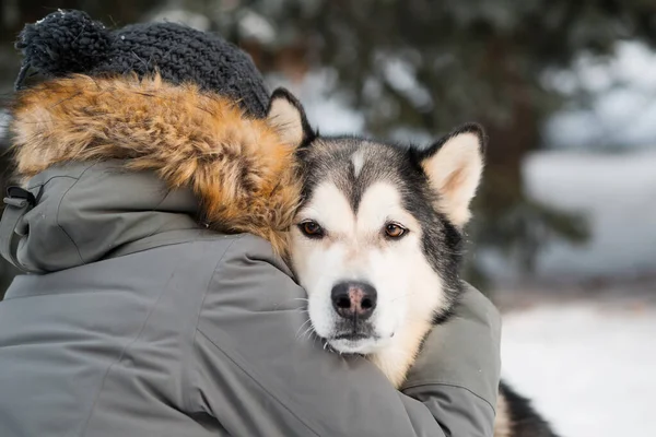 Dedicato Alaskan malamute abbracciare con la donna nella foresta invernale. vicino. — Foto Stock