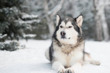 Alaska Malamute kış ormanında yatıyor. Çam ağacının yanında..