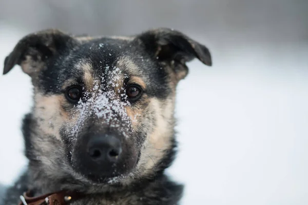 Perro mestizo nevado sentado en el bosque de invierno. De cerca. —  Fotos de Stock
