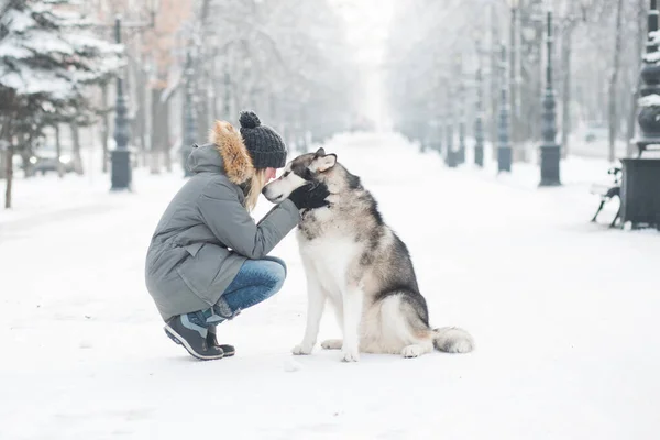 Malamute do Alasca olhando um para o outro com mulher na cidade de inverno. — Fotografia de Stock