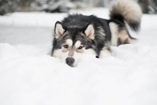 Malamute alasca deitado na neve. Inverno cão. — Fotografia de Stock