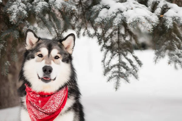 Ο Αλάσκα Μάλαμουτ κάθεται με κόκκινο μαντήλι. Χειμερινό δάσος σκύλων — Φωτογραφία Αρχείου