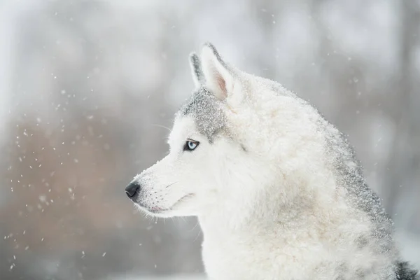 Σιβηρίας husky το χειμώνα. Κλείσε το πορτραίτο. πλαϊνή άποψη. Σκύλος και χιονόπτωση — Φωτογραφία Αρχείου