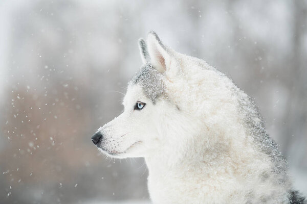 Siberian husky in winter. close up portrait. side view. Dog and snowfall. High quality photo