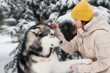 Alaska 'da kış ormanlarında malamute eğiten bir kadın. Kapat. Köpek pençesini verir..