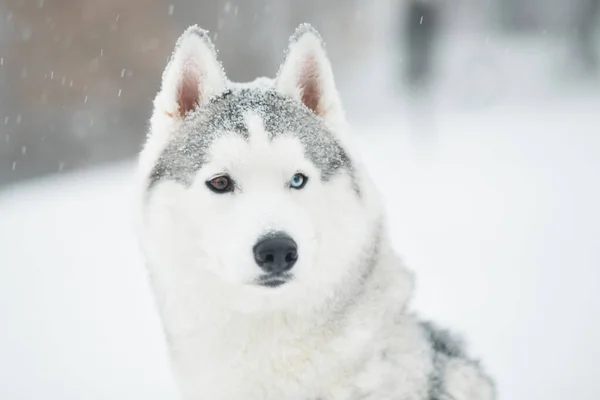 Husky siberiano nevado en invierno. cerrar el retrato. Perro. —  Fotos de Stock