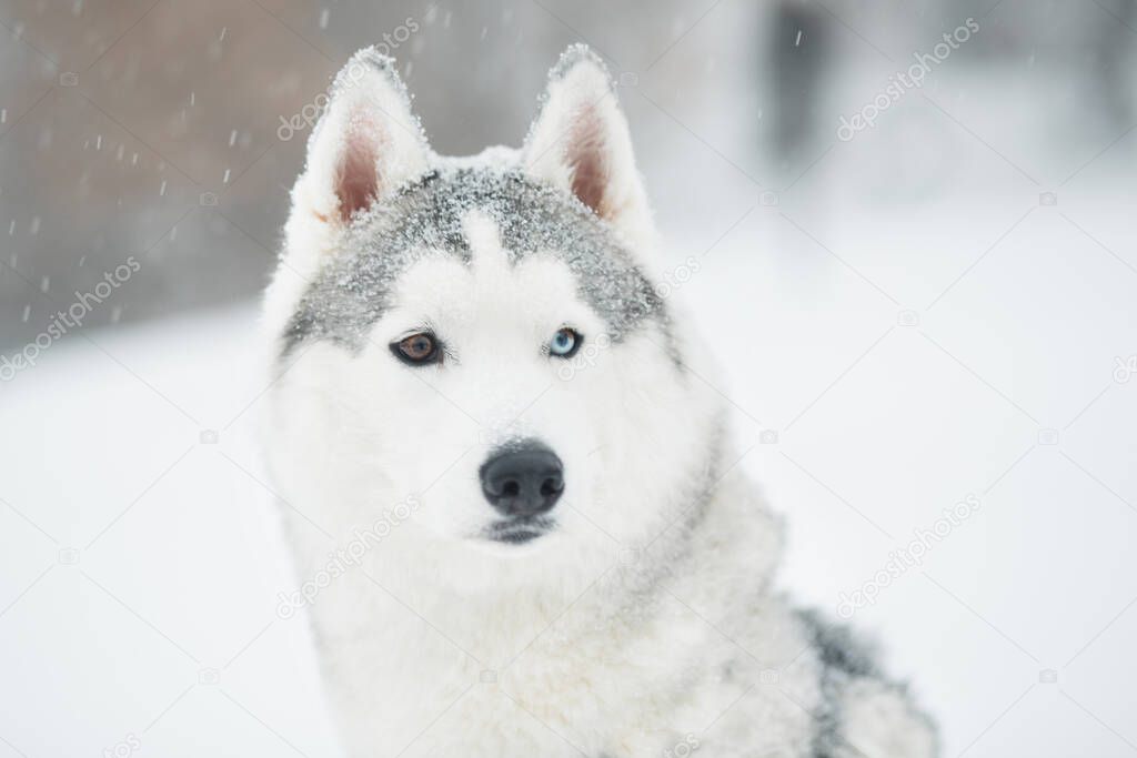 Snowy siberian husky in winter. close up portrait. Dog.