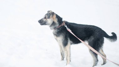Kar melezi köpek kışın açık hava manzarasında dikiliyor. Tasmayla.