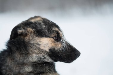 Kış ormanında oturan karlı kırma köpek. Yan görüş. Kapat.