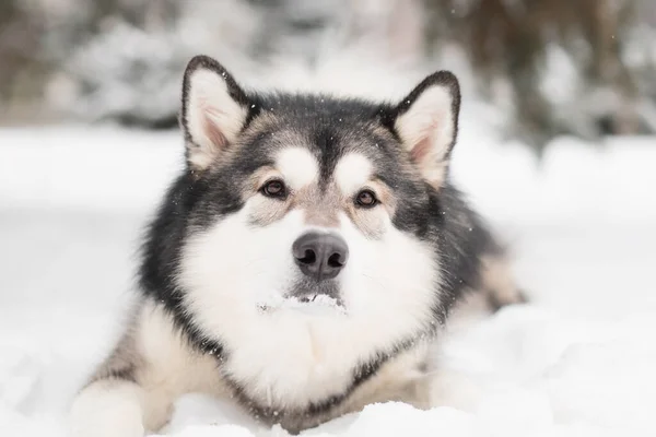 Alaskan malamute som ligger i snö. Hundvinter. — Stockfoto