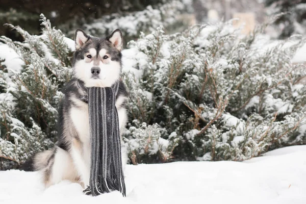 Jovem malamute alasca sentado em cachecol cinza na neve. Inverno cão. — Fotografia de Stock