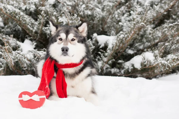 Malamute alaskan sdraiato in sciarpa rossa con scatola regalo cuore. San Valentino. Cane — Foto Stock