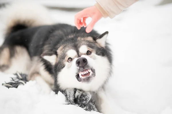 Молодий сердитий алясканський малайт намагається вкусити жінок рукою в снігу. Собака зима . — стокове фото