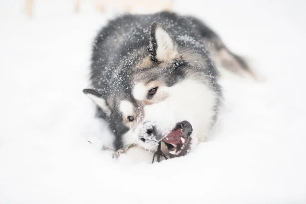 Jovem malamute alasca brincando com pau na neve. Inverno cão. — Fotografia de Stock