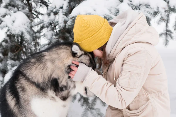 Mulher cara a cara com malamute do Alasca na floresta de inverno. Cão — Fotografia de Stock