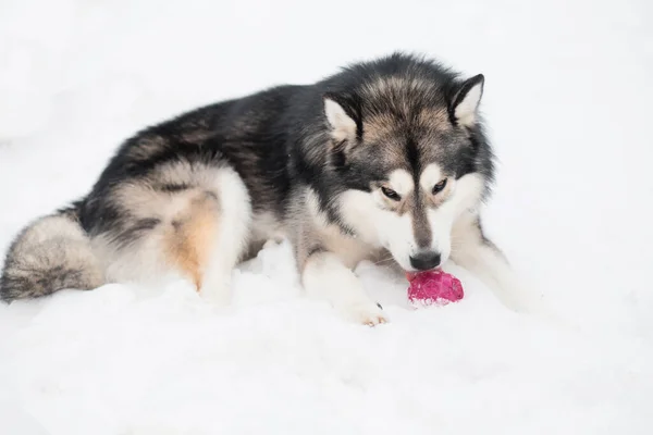 Jovem malamute alasca deitado e brincando com bola violeta na neve. Inverno cão. — Fotografia de Stock