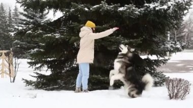 Alaska Ormanı 'nda bir kadın malamute ile oynuyor. Eğitim Köpeği