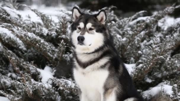 Joven hermosa Alaska Malamute sentado en la nieve. Perro invierno. — Vídeos de Stock