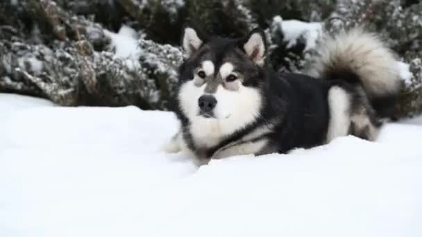 A fiatal gyönyörű alaszkai malamut fekszik a hóban. Kutya tél. — Stock videók