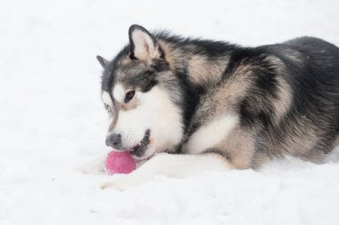 Genç, güzel Alaska Malamute yalan söylüyor ve menekşe topuyla oynuyor. Köpek kışı.