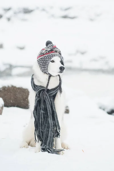 Bonito husky siberiano em chapéu cinza e cachecol inverno. Cão e neve — Fotografia de Stock