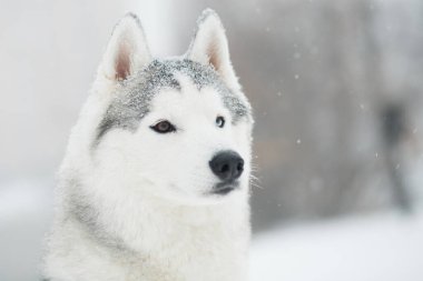 Kışın genç, güzel, karlı Sibirya kurdu. portreyi kapat. Köpek..