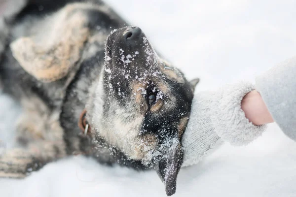 Kobieta ręka w rękawicy zwierzę kundel pies z miłości w zimie odkryty — Zdjęcie stockowe