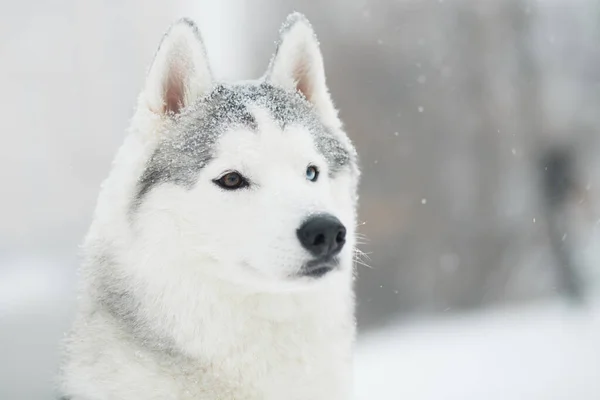 Νεαρή όμορφη χιονισμένη σιβεριανή χάσκι το χειμώνα. Κλείσε το πορτραίτο. Σκύλος. — Φωτογραφία Αρχείου