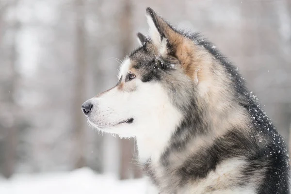 Jovem bela malamute alasca olhando para a frente na neve. Inverno cão retratar — Fotografia de Stock