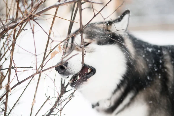 Jovem alasca malamute de pé e roendo ramo na neve. Inverno cão. — Fotografia de Stock