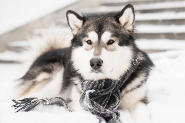 Genç Alaska Malamute gri eşarp içinde karda yatıyor. Köpek kışı.