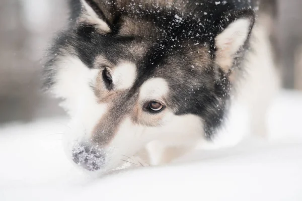 Jovem malamute alasca brincando com a neve. Nariz nevado. Inverno cão. — Fotografia de Stock