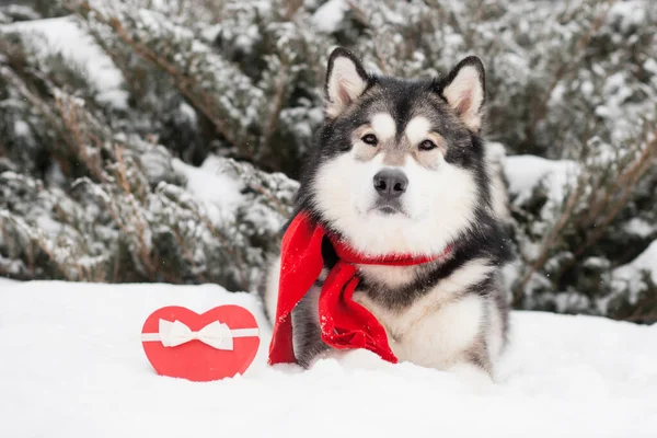 Malamute alaskan sdraiato in sciarpa rossa con scatola regalo cuore. San Valentino. Cane — Foto Stock